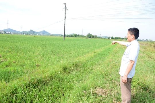 Nông dân Nghệ An để lúa chét, cơ quan chuyên môn nói không khuyến khích