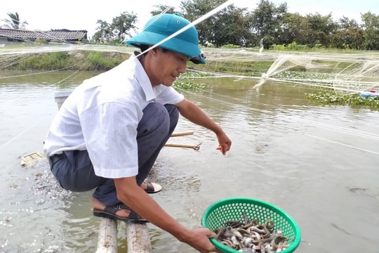 Nuôi chạch sụn thương phẩm, triển vọng từ mô hình ở Quỳnh Lưu