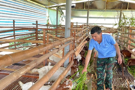 Người đầu tiên đưa giống dê lai Boer về nuôi