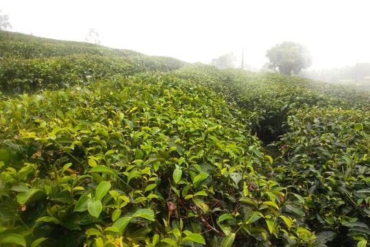 Nghệ An: Mưa 'vàng' cứu hạn cho cây trồng