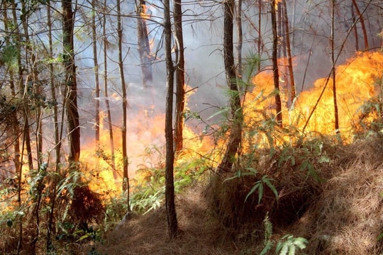 Nghệ An tiếp tục cảnh báo cháy rừng ở cấp cực kỳ nguy hiểm