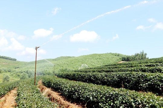 Nông dân Nghệ An vất vả chống hạn cho chè