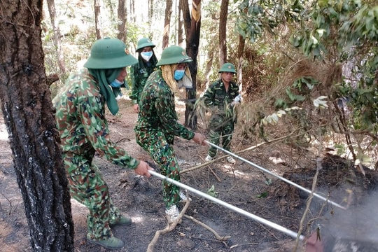 Cháy rừng thông ở xã Diễn Phú (Diễn Châu)