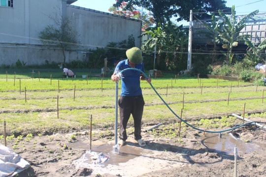 Nông dân 'thủ phủ' rau màu ở Nghệ An căng mình chống hạn 