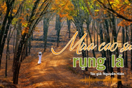 Tản văn hay: Mùa cao su rụng lá