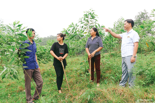 Cử tri Con Cuông kiến nghị đánh giá thổ nhưỡng tại xã Thạch Ngàn để chuyển đổi cơ cấu cây trồng