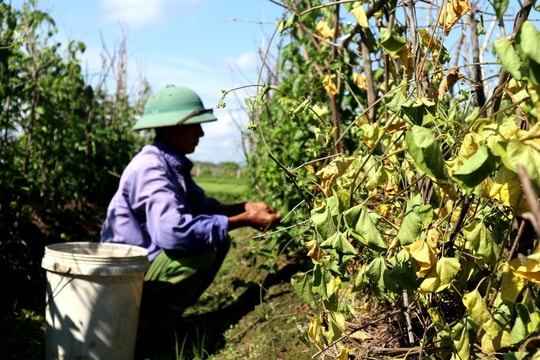 Hoa thiên lý mất mùa đậm, giá cao gấp 3 lần vẫn không có hàng để bán