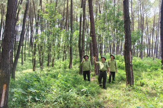 Chủ động phòng, chống cháy rừng theo phương châm '4 tại chỗ'