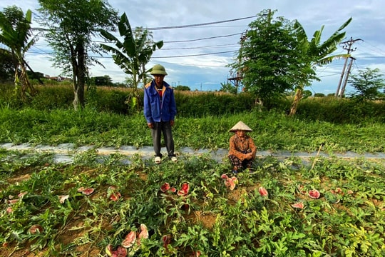 Công an điều tra vụ vườn dưa hấu sắp thu hoạch bị phá hoại ở Diễn Châu