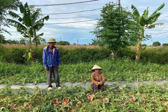 Bắt 5 đối tượng chặt phá vườn dưa ở Diễn Châu