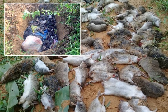 Nghệ An yêu cầu các địa phương phát động chiến dịch diệt chuột 