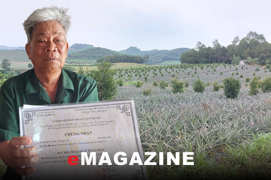 Lỗ hổng trong quản lý rừng phòng hộ - Kỳ 1: Phòng hộ bằng dứa, sắn và mía