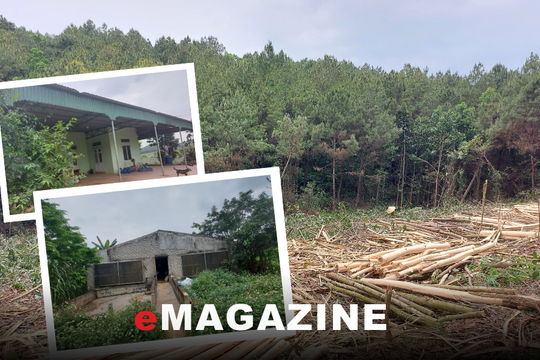 Lỗ hổng trong quản lý rừng phòng hộ - Kỳ cuối: Loay hoay tìm giải pháp