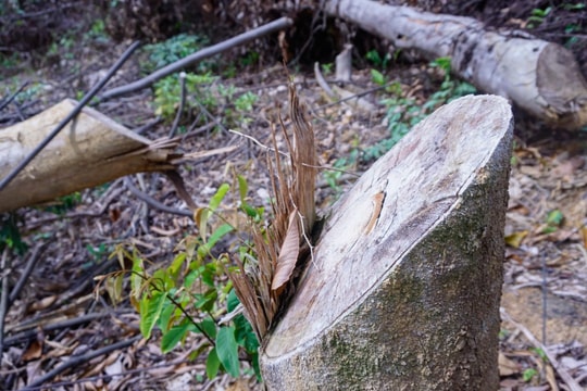 Cận cảnh hiện trường vụ phá rừng ở Châu Cường (Quỳ Hợp)