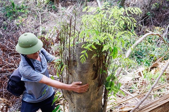 Hiện trường vụ phá rừng ở Quỳ Hợp