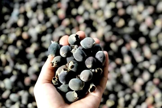 Nông dân Nghệ An có thu nhập tốt từ hái sim rừng