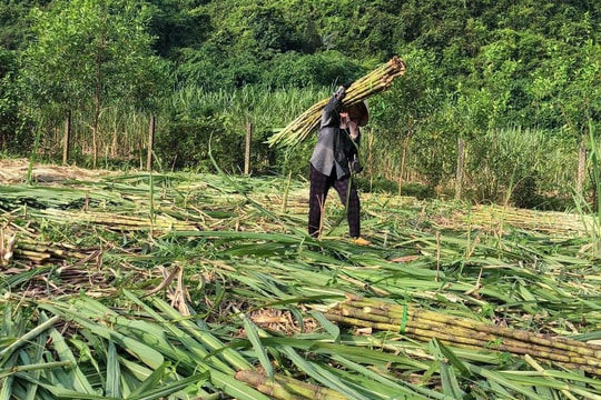 Diện tích thu hẹp, giá mía ép nước tăng kỷ lục