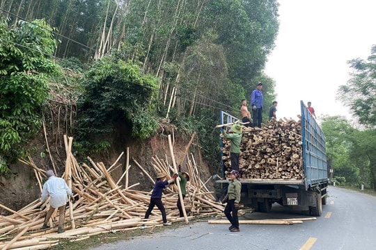 Keo nguyên liệu ở Nghệ An tăng giá kỷ lục 