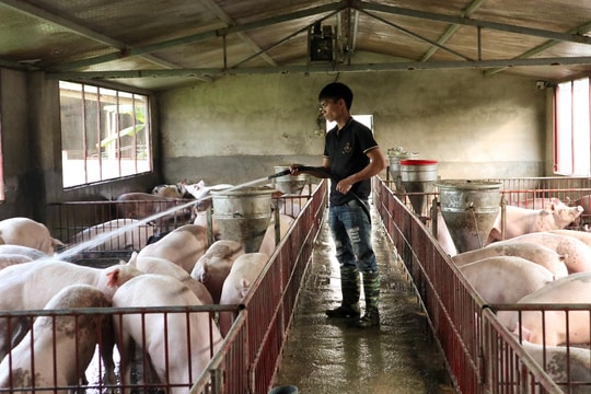 Giá lợn hơi bật tăng cao, người chăn nuôi Nghệ An tích cực tái đàn