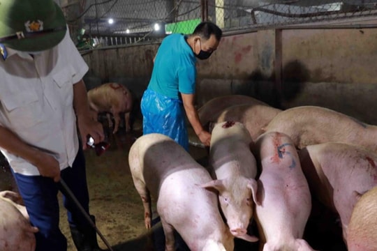 Giá lợn hơi tăng vọt 