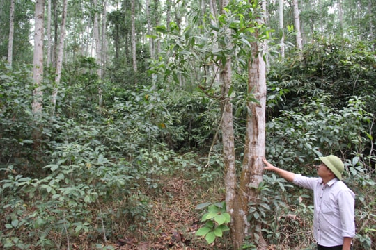 Nghệ An cấp chứng chỉ rừng bền vững cho trên 10.000 ha rừng nguyên liệu