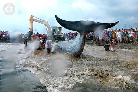 Cùng thưởng lãm những tác phẩm nổi bật của CLB Ảnh Báo chí - Nghệ thuật Nghệ An