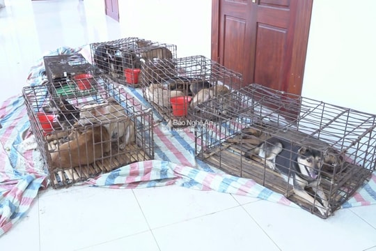 Triệt xóa ổ nhóm trộm chó chuyên nghiệp trên địa bàn Nghệ An - Hà Tĩnh