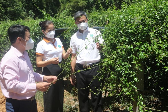 Nghệ An tập trung cho vay phục hồi và phát triển kinh tế - xã hội theo Nghị quyết 11