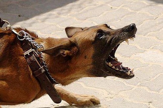 Bé trai 3 tuổi bị thương tích nặng do bị chó hoang tấn công