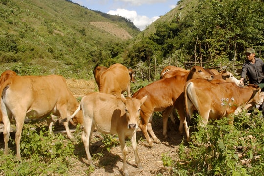 Tích cực tiêm vắc-xin cho trâu, bò để phòng bệnh viêm da nổi cục