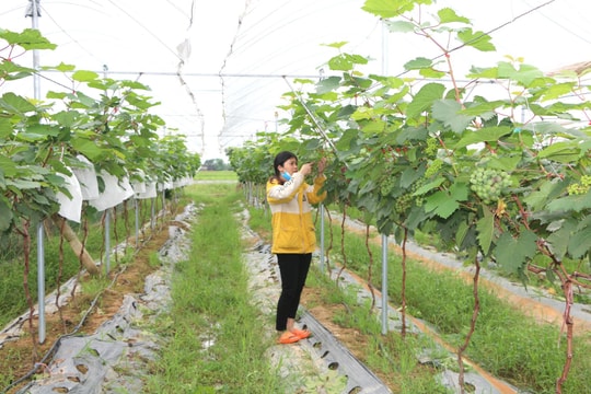 Để vùng ven thực sự là vệ tinh của đô thị Thành phố Vinh