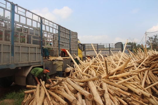 Nghệ An: Thiếu đường lâm nghiệp, trồng và thu hoạch keo gặp khó