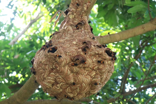 Đi bắt ong, một người đàn ông tử vong trên núi