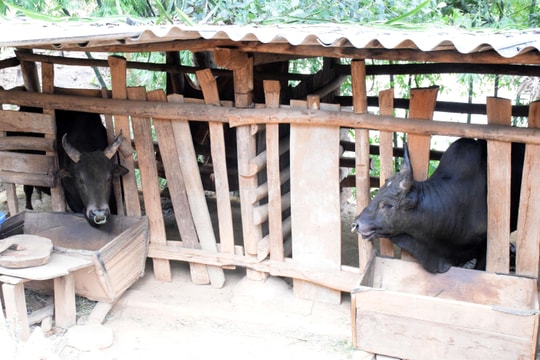 ​Trâu, bò thịt giảm giá sâu, đồng bào vùng cao Nghệ An gặp khó