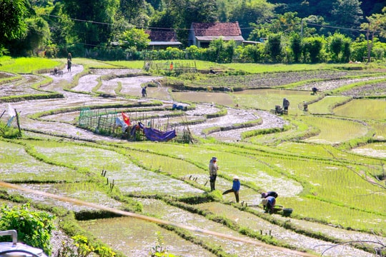 Những thửa ruộng bậc thang mới ở rẻo cao Kỳ Sơn