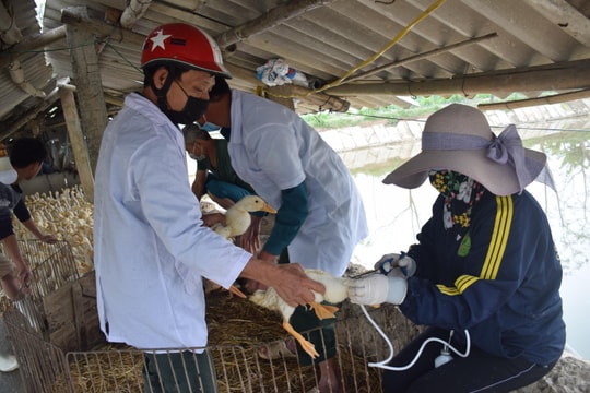 Nghệ An: 136 xã, phường chưa tuyển được chức danh thú y