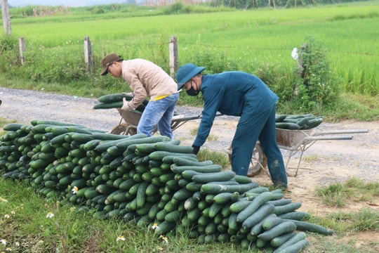 Bí xanh rớt giá 3.000 đồng/kg, người trồng bí ở Thanh Chương lo lỗ vốn