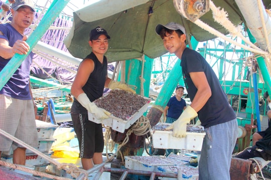 Ngư dân Nghệ An hối hả ra khơi khi giá dầu giảm 