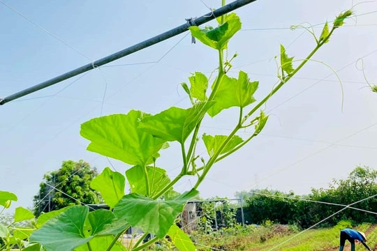 Vì sao giá rau xanh tại Nghệ An tăng mạnh?