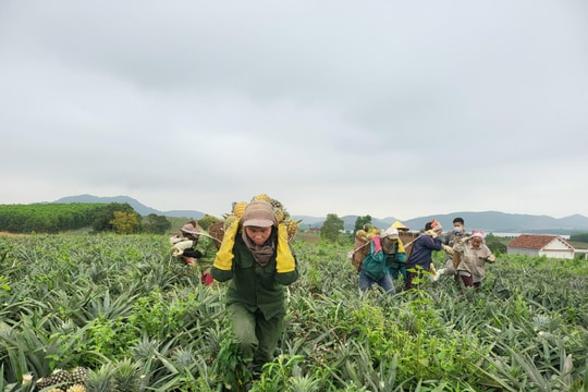 Xin ý kiến Bộ Nông nghiệp và Phát triển nông thôn chỉ đạo xử lý 'lỗ hổng trong rừng phòng hộ' Bắc Nghệ An