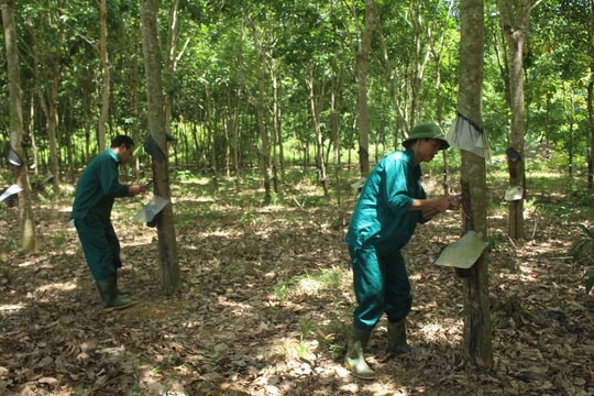 Nghệ An: Lao đao vì mủ cao su rớt giá