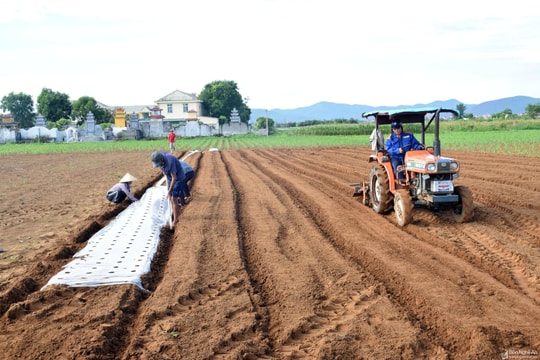 Nghệ An dự kiến gieo trồng 35.430 ha cây trồng các loại trong vụ đông 2022