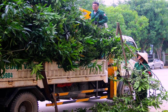 TP. Vinh: Hàng ngàn cây xanh được cắt tỉa trước mưa bão