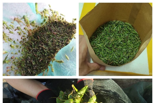 Khu chợ chỉ bán cào cào ở Nghệ An, giá nửa triệu mỗi kg vẫn ‘đắt hàng’