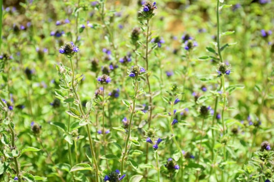 Mùa nhân trần trên quê lúa Yên Thành