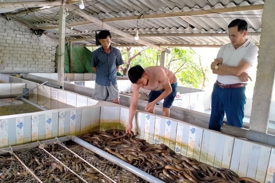 Mô hình nuôi lươn trong bể xi măng thu hơn 600 triệu đồng/năm