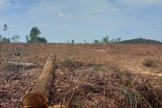 Tranh luận về hướng xử lý lỗ hổng trong quản lý rừng phòng hộ Bắc Nghệ An