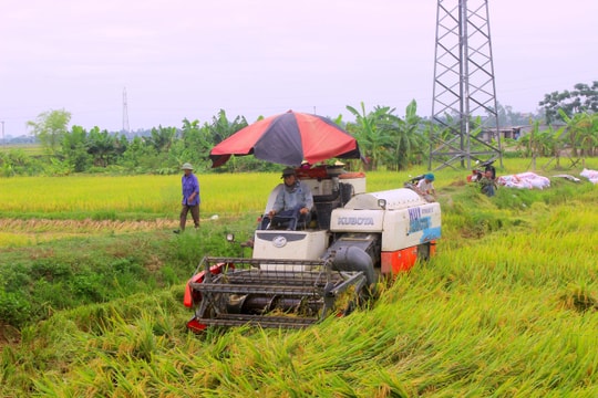 Nghệ An thu hoạch hơn 10.000 ha lúa hè thu chạy lụt 