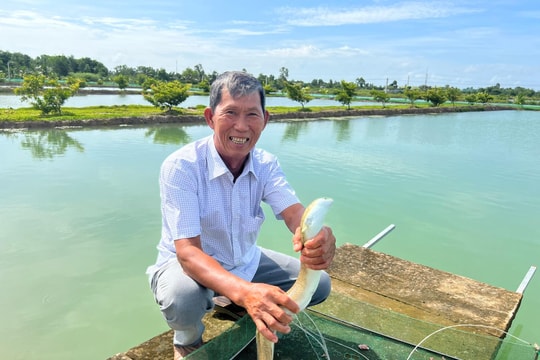 Lão nông thu lãi tiền tỉ nhờ nuôi cá chình
