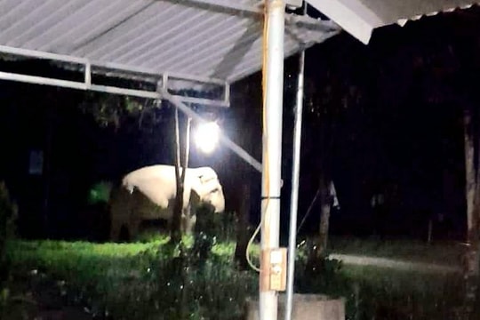 Nghệ An: Voi rừng về gần nhà dân để ăn chuối, măng trong đêm